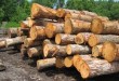 تعريف چوب از دید گیاه شناسی